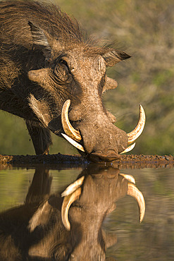 Warthog (Phacochoerus aethiopicus), at water, Mkhuze game reserve, KwaZulu-Natal, South Africa, Africa