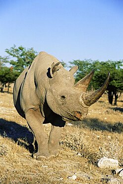 Black rhinoceros (rhino), Diceros bicomis, Etosha National Park, Namibia, Africa