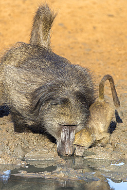 Chacma baboons (Papio cynocephalus) at waterhole, Mkhuze Game Reserve, KwaZulu-Natal, South Africa, Africa