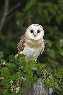 Barn owl (Tyto alba), captive, Cumbria, England, United Kingdom, Europe