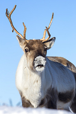 Reindeer (Rangifer tarandus) female, Cairngorms National Park, Scotland, United Kingdom, Europe