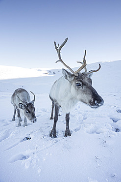 Reindeer (Rangifer tarandus) female with young, Cairngorms National Park, Scotland, United Kingdom, Europe