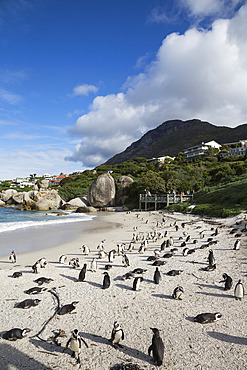 African penguins (Spheniscus demersus) on Foxy Beach, Table Mountain National Park, Simon's Town, Cape Town, South Africa, Africa