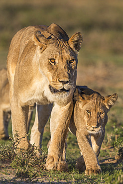 Lioness with cub (Panthera leo), Kgalagadi Transfrontier Park, Northern Cape, South Africa, Africa