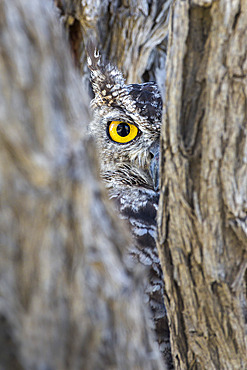 Spotted eagle owl (Bubo africanus), Kgalagadi Transfrontier Park, Northern Cape, South Africa, Africa