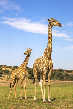 Giraffe (Giraffa camelopardalis) with young, Kgalagadi Transfrontier Park, Northern Cape, South Africa, Africa