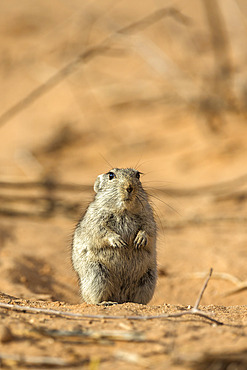 Brant's whistling rat (Parotomys brantsii) in the Kalahari, Kgalagadi Transfrontier Park, Northern Cape, South Africa, Africa