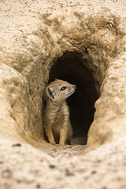 Young yellow mongoose (Cynictis penicillata) at burrow, Kgalagadi Transfrontier Park, Northern Cape, South Africa, Africa