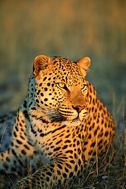 Male leopard, Panthera pardus, in captivity, Namibia, Africa