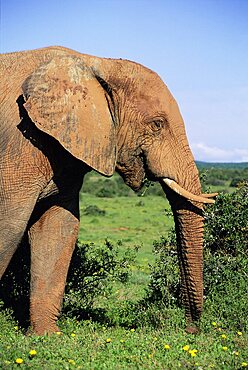 African elephant, Loxodonta africana, covered in mud, Addo, South Africa, Africa