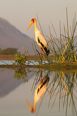 Yellowbilled stork (Mycteria ibis), Zimanga private game reserve, KwaZulu-Natal, South Africa, Africa