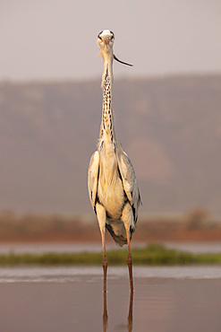 Grey heron (Ardea cinerea), Zimanga private game reserve, KwaZulu-Natal, South Africa, Africa