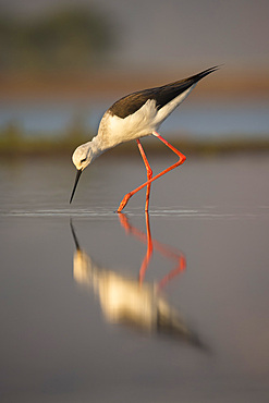 Blackwinged stilt (Himantopus himantopus), Zimanga private game reserve, KwaZulu-Natal, South Africa, Africa