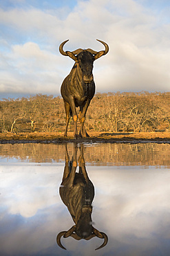 Common (blue) wildebeest (gnu) (Connochaetes taurinus) with reflection at waterhole, Zimanga private game reserve, KwaZulu-Natal, South Africa, Africa