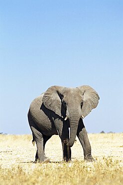 Bull African elephants, Loxodonta africana, Etosha National Park, Namibia, Africa