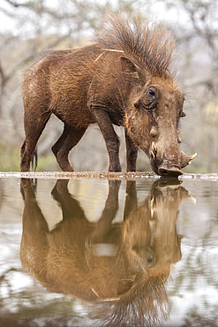 Warthog male (Phacochoerus africanus) drinking, Zimanga game reserve, KwaZulu-Natal, South Africa, Africa