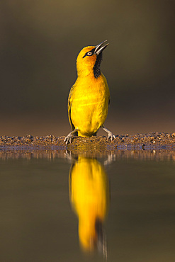 Spectacled weaver (Ploceus ocularis), Zimanga private game reserve, KwaZulu-Natal, South Africa, Africa