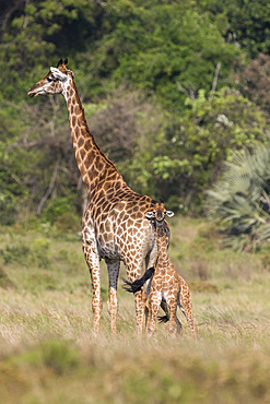 Giraffe (Giraffa camelopardalis) with small baby, Isimangaliso, KawZulu-Natal, South Africa, Africa