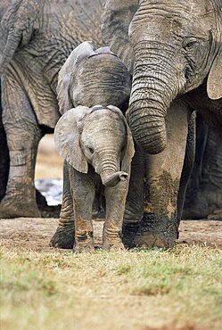 African elephant, Loxodonta africana, Greater Addo National Park, South Africa, Africa