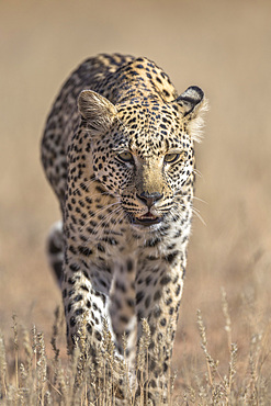 Leopard female (Panthera pardus), Kgalagadi Transfrontier Park, South Africa, Africa