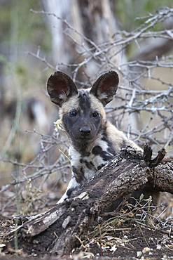 African wild dog pup (Lycaon pictus), Zimanga private game reserve, KwaZulu-Natal, South Africa, Africa