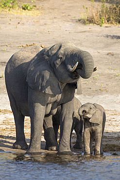 African elephants (Loxodonta africana) drinking at river, Chobe River, Botswana, Africa