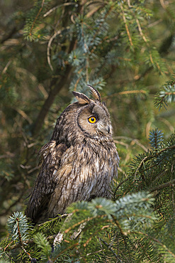 Long-eared owl (Asio otus), captive, United Kingdom, Europe