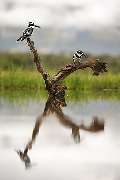 Pied kingfishers (Ceryle rudis), Zimanga Private Game Reserve, KwaZulu-Natal, South Africa, Africa