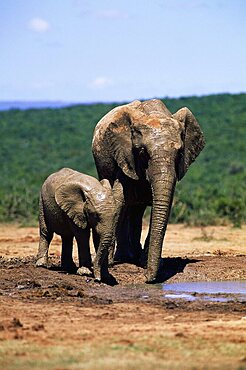 African elephants, Loxodonta africana, mother and young, Addo Elephant Park, Eastern Cape, South Africa, Africa