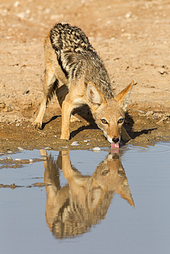 Blackbacked jackal (Canis mesomelas) drinking, Kgalagadi Transfrontier Park, Northern Cape, South Africa, Africa