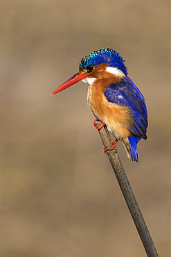 Malachite kingfisher (Alcedo cristata), Chobe River, Botswana, Africa