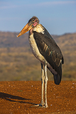 Marabou stork (Leptoptilos crumenifer), Zimanga Private Game Reserve, KwaZulu-Natal, South Africa, Africa