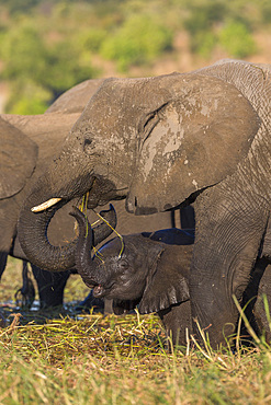 Elephant (Loxodonta africana) and calf, Chobe National Park, Botswana, Africa