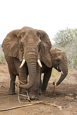 African elephants (Loxodonta africana) feeding on roots, Zimanga Reserve, KwaZulu-Natal, South Africa, Africa