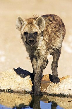 Spotted hyena, Crocuta crocuta, Kgalagadi Transfrontier Park, South Africa, Africa