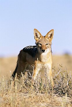 Black-backed jackal, Canis mesomelas, Kalahari Gemsbok, South Africa, Africa