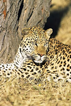 Male leopard, Panthera pardus, in captivity, Namibia, Africa