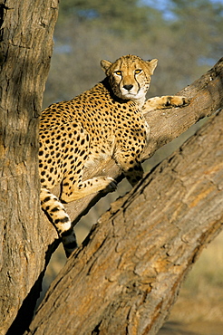 Cheetah (Acinonyx jubatus) up a tree in captivity, Namibia, Africa