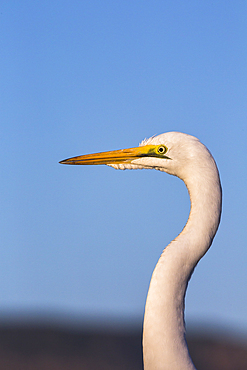 Great egret (Ardea alba), Zimanga Private Game Reserve, KwaZulu-Natal, South Africa, Africa