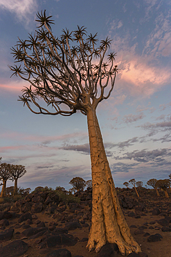 Quiver tree in twilight (kokerboom) (Aloidendron dichotomum), (formerly Aloe dichotoma), Quiver Tree Forest, Keetmanshoop, Namibia, Africa