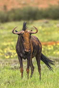 Common wildebeest (Connochaetes taurinus), Kgalagadi Transfrontier Park, South Africa, Africa