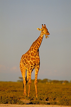 Giraffe (Giraffa camelopardalis) grazing, Etosha National Park, Namibia, Africa