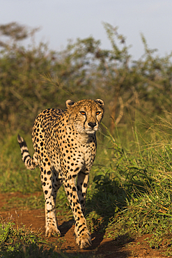 Cheetah (Acinonyx jubatus) female, Zimanga Private Game Reserve, KwaZulu-Natal, South Africa, Africa