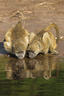 Chacma baboons (Papio ursinus griseipes) drinking, Chobe National Park, Botswana, Africa