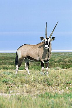 Gemsbok (oryx), Oryx gazelle, Etosha National Park, Namibia, Africa