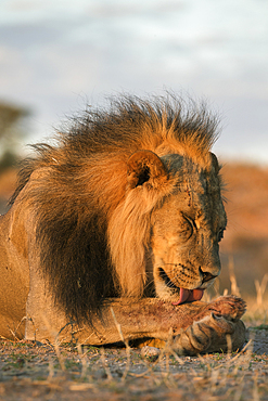 Lion (Panthera leo) male grooming, Kgalagadi Transfrontier Park, South Africa, Africa