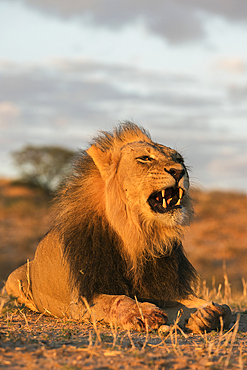 Lion (Panthera leo) male, Kgalagadi Transfrontier Park, South Africa, Africa