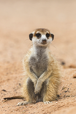 Meerkat (Suricata suricatta), Kgalagadi Transfrontier Park, South Africa, Africa