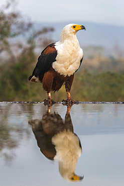 African fish eagle, Haliaeetus vocifer,  Zimanga private game reserve, KwaZulu-Natal, South Africa