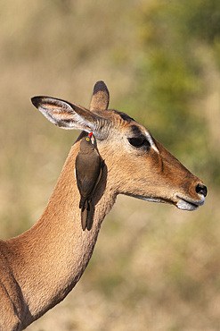 Red billed oxpecker, Buphagus erythrorhynchus, on impala, Aepyceros melampus,  iMfolozi game reserve, South Africa